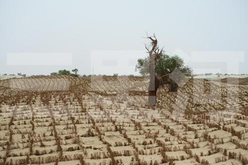 “绿进沙退”历史性转变 新疆筑牢生态安全屏障